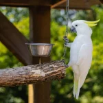 Cara Merawat dan Melatih Burung Kakak Tua Agar Bisa Bicara.