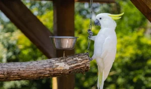 Cara Merawat dan Melatih Burung Kakak Tua Agar Bisa Bicara.