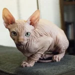 Kucing Sphynx: Si Kucing Botak yang Lucu! Tips Merawatnya