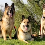 Mendidik Jenis Anjing German Shepherd