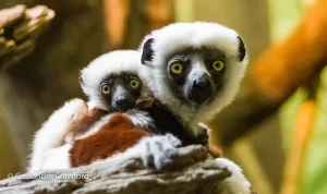 Pelestarian Sifaka Melindungi Permata Alam Madagaskar