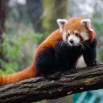 Pelestarian dan Keindahan Hewan Red Panda