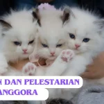 Perawatan dan Pelestarian Kucing Anggora