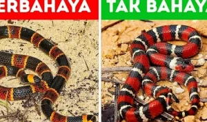 Perbedaan Jenis Ular Berbisa dan Ular Tidak Berbisa