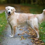 Rahasia Merawat Golden Retriever