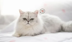 Ras Kucing Paling Digemari