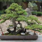 Tanaman Bonsai: Tips & Trik Merawat Pohon Mini Anda!