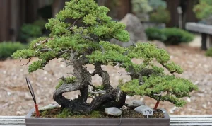 Tanaman Bonsai: Tips & Trik Merawat Pohon Mini Anda!