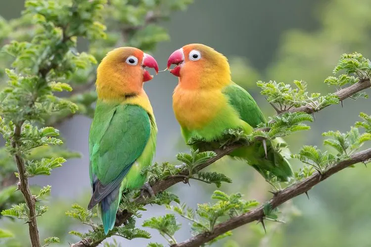 Tips Melestarikan Burung Lovebird Kesayangan Anda!