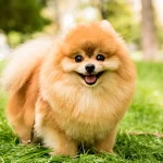 Anjing Tercantik di Dunia Pomeranian Anjing yang Menggemaskan