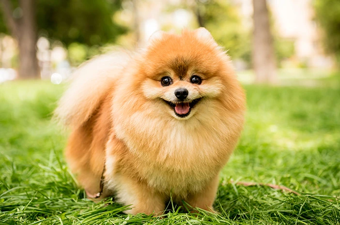 Anjing Tercantik di Dunia Pomeranian Anjing yang Menggemaskan