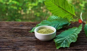 Apa yang Dimaksud dengan Daun Kratom Ini Penjelasannya!