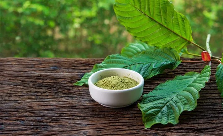 Apa yang Dimaksud dengan Daun Kratom Ini Penjelasannya!