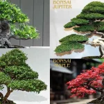 Jenis-Jenis Bonsai untuk Tanaman Hias