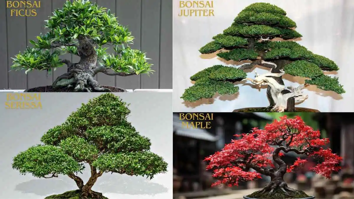 Jenis-Jenis Bonsai untuk Tanaman Hias