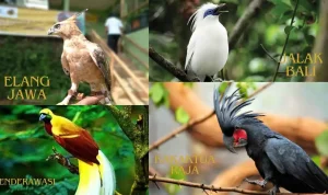 Jenis-Jenis Burung Khas Indonesia