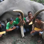 Kenapa Gading Gajah Jadi Incaran Manusia? Temukan Faktanya!