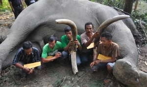 Kenapa Gading Gajah Jadi Incaran Manusia? Temukan Faktanya!