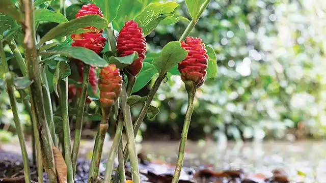 Khasiat Tumbuhan Lempuyang Wangi untuk Cegah Kanker