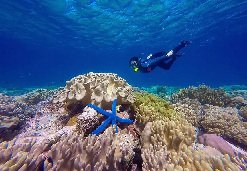 Menikmati Keindahan Bawah Laut di Wisata Pulau Hoga