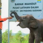 Pelestarian Gajah dan Pencegahan Pencurian Gadingnya