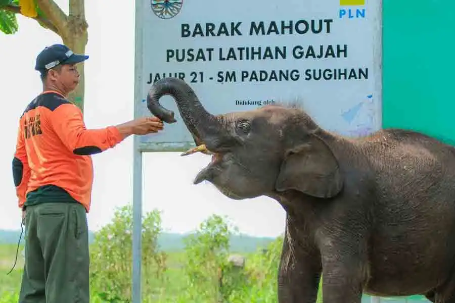 Pelestarian Gajah dan Pencegahan Pencurian Gadingnya