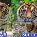 Perbedaan Harimau Sumatera dan Harimau Jawa