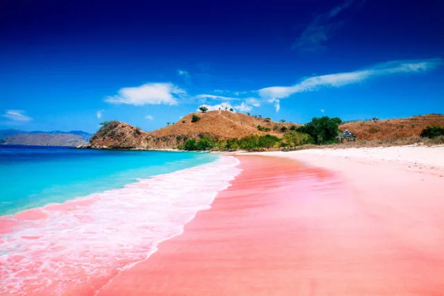 Surga Tersembunyi di Pulau Komodo Pantai Pink