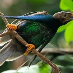 Burung Bidadari Halmahera (Semioptera wallacii)