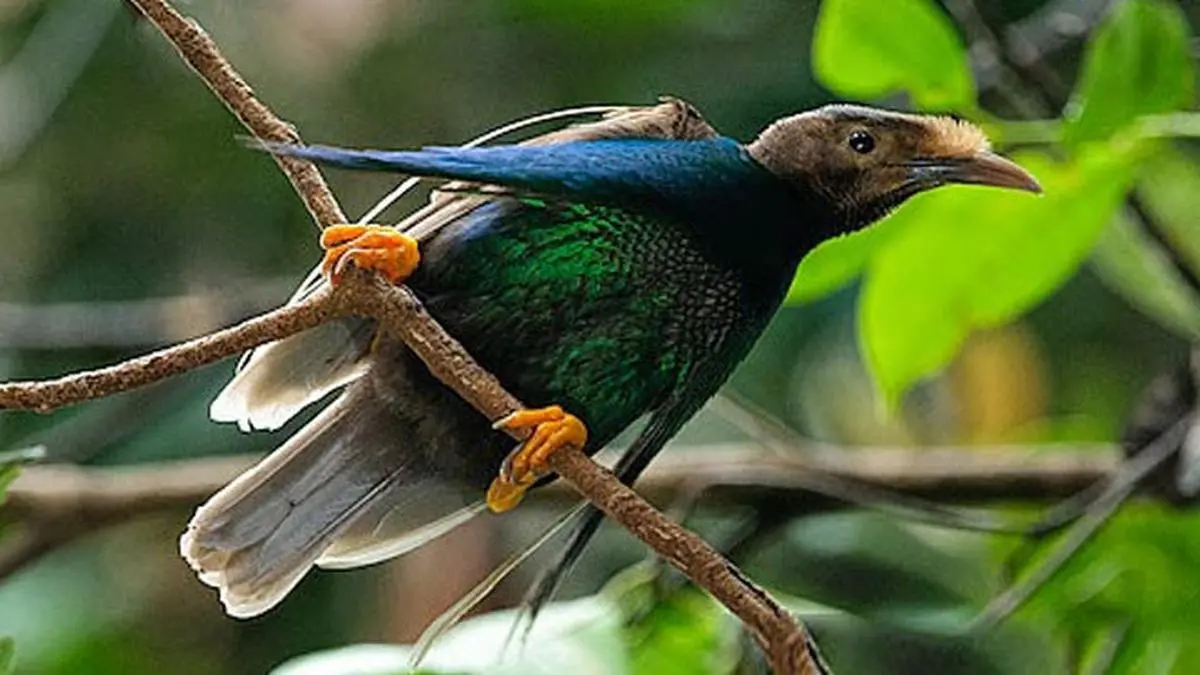 Burung Bidadari Halmahera (Semioptera wallacii)