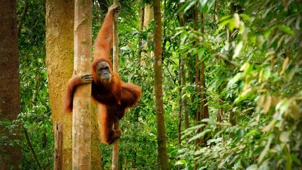 Penangkaran Orangutan Ekosistem Orangutan di Bukit Lawang