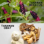 Tanaman Obat dan Tanaman Beracun, Ini Dia Perbedaannya