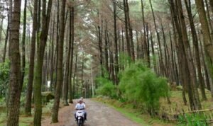 Wisata Sejuk